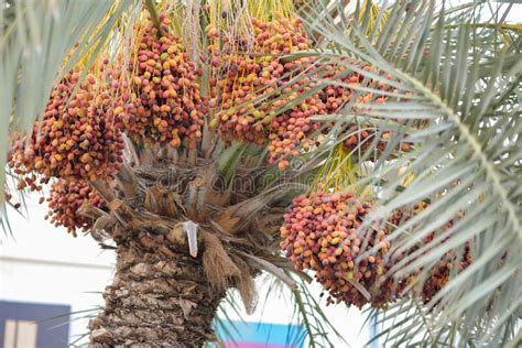 Date Palm with Red Date Fruits, Middle East Muscat Oman Stock Photo ...