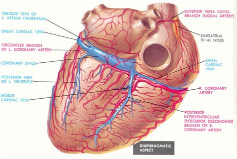 Pedi cardiology: Anatomy: Coronary Veins ...& Coronary Arteries