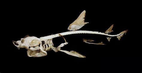 Image result for shark skeleton