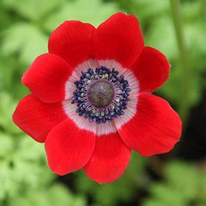 Anemone coronaria'Poppy Anemones' - 'De caen' & 'St.Brigid'