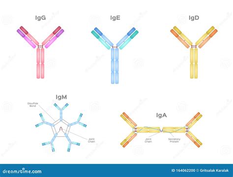 Antibodies. Vector Illustration | CartoonDealer.com #83394512