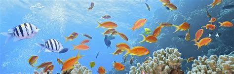 Aquatic Animals | Answers in Genesis