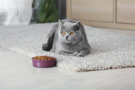 Pet Food Delivery Service for Cats| PrettyLitter