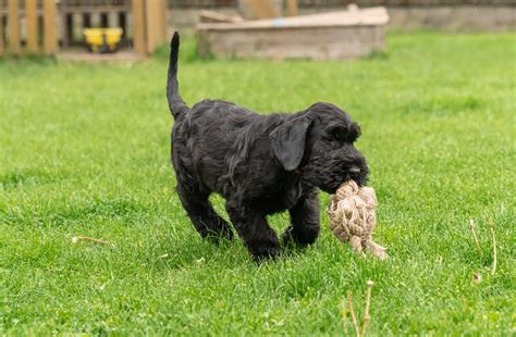 10 Best Giant Schnauzer Breeders In the USA