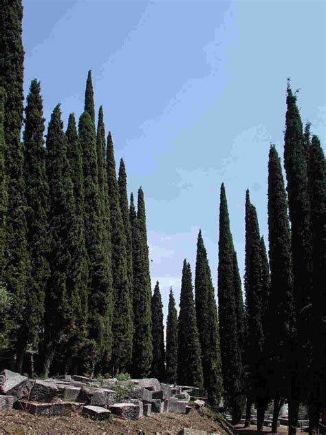 Cypress Tree Symbolism and Meaning Behind: Ultimate Guide - SimplyBeyondHerbs