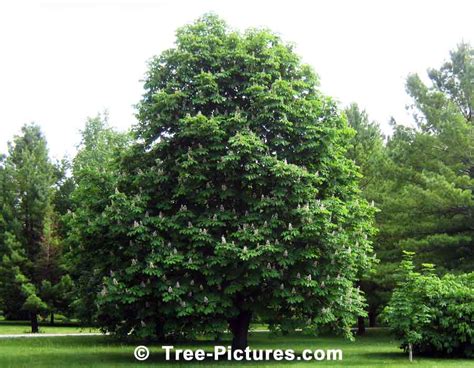 Chestnuts: Flowering Chestnut Tree Picture