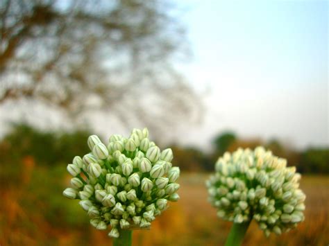 onion flower | Indoor flowering plants, Onion flower, Flowers