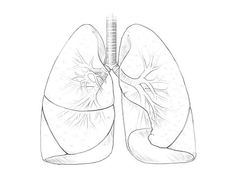 Lungs Drawing at GetDrawings | Free download