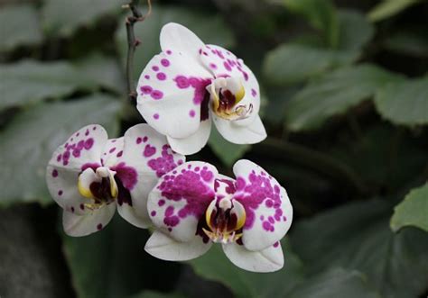 Denver Botanic Museum Orchid Showcase - One Hundred Dollars a Month