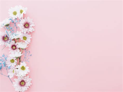 Flowers of Pink Backgrounds | Flowers, Pink Templates | Free PPT Grounds