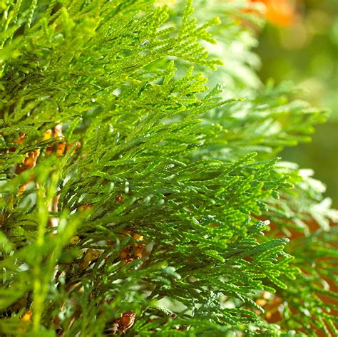 How to Plant and Grow Arborvitae