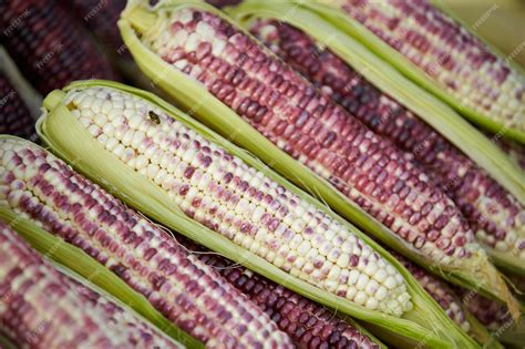 Premium Photo | Raw corn at the traditional market