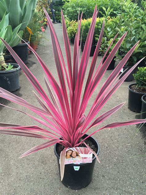 Cordyline Pink Passion | eBay