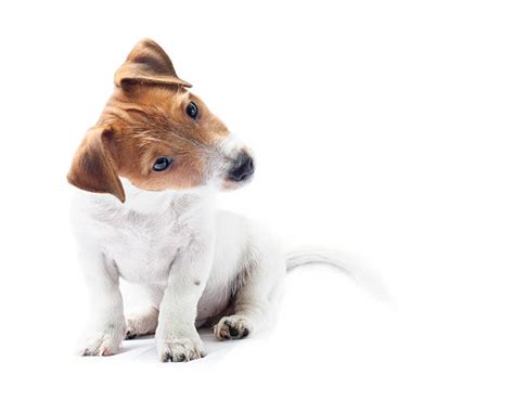 Cute Dog Head Tilt Stock Photos, Pictures & Royalty-Free Images - iStock