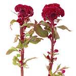 Celosia Fresh Dark Red Flowers | FiftyFlowers.com