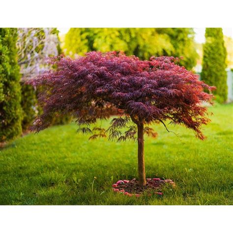 Online Orchards 3 Gal. Red Dragon Japanese Maple Tree with Intricate ...