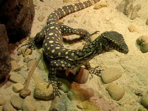 File:Monitor lizard in sydney 1.jpg - Wikipedia