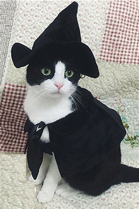 30 Pet Cat Halloween Costumes 2017 - Cute Ideas for Cat Costumes