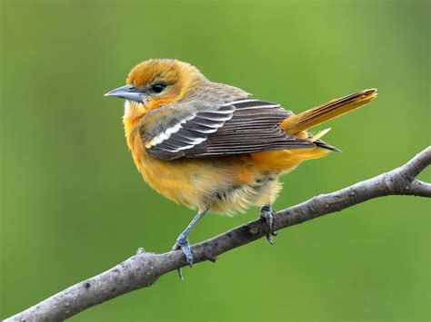 Female Baltimore Orioles (Male vs Female Identification) | Birdfact