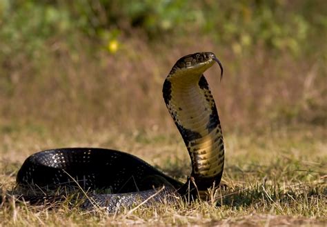 King Cobra Snake Latest Photos 2014 | Beautiful And Dangerous Animals/Birds Hd Wallpapers