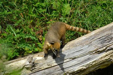 Coati - Description, Habitat, Image, Diet, and Interesting Facts