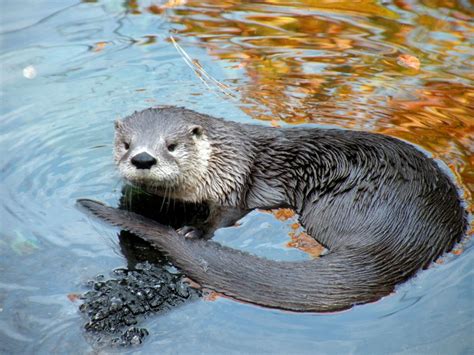 Adaptations - The World of the Sea Otter