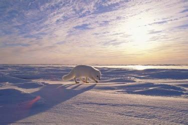 Habitat - The Arctic Fox