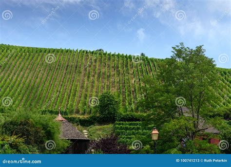 Vineyard in Riquewihr, France Stock Image - Image of picturesque ...