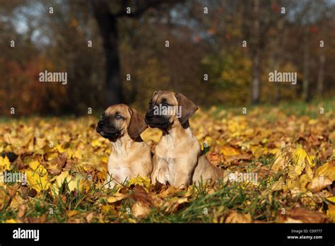 Dogo Canario Puppies Stock Photo - Alamy