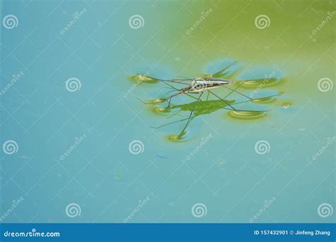 Mating water skipper stock image. Image of insects, mating - 157432901