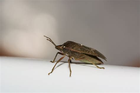 Can Bed Bugs Fly: Amco Ranger Termite & Pest Solutions | Amco Ranger