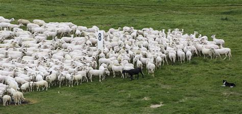 File:Cologne Germany Flock-of-sheep-01.jpg - Wikimedia Commons