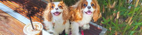 Costa Mesa Pet-Friendly Travel | Traveling with Dogs in OC