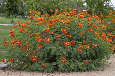 an orange flowered bush in the middle of a park