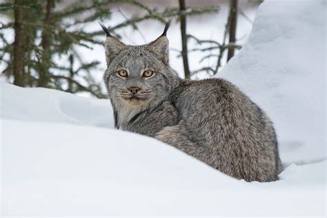 Download Snow Winter Animal Lynx HD Wallpaper