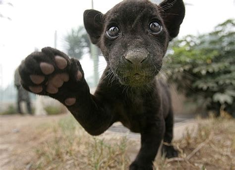 adorable, animal, black and cute - image #1093 on Favim.com