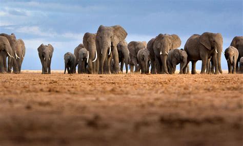 The status of African elephants | Magazine Articles | WWF