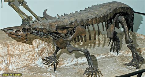 Desmatosuchus Skeleton