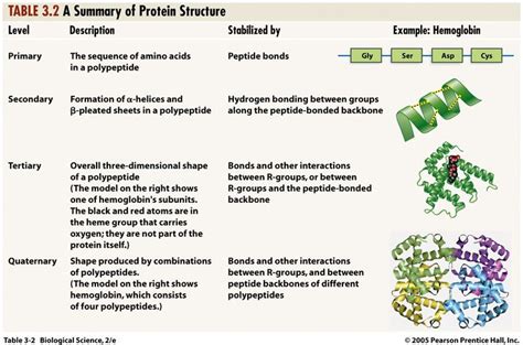 structure of protein - Google Search | Bio notes, Biochemistry notes ...