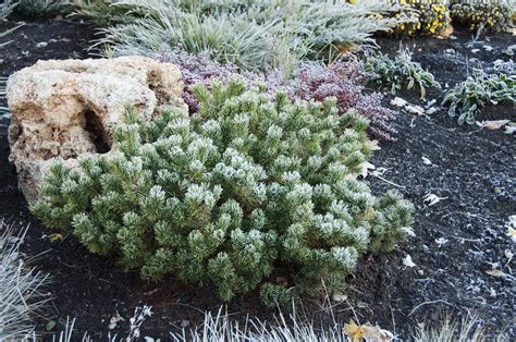 Planting Dwarf Pines: Dwarf Pine Varieties For The Landscape ...