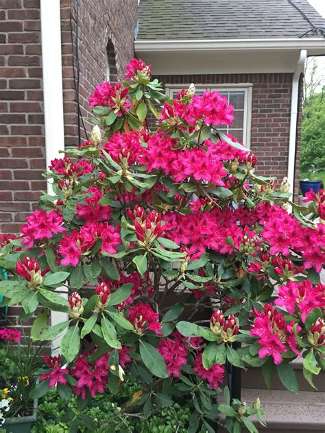 Flowering Bushes Rhododendron - Garden Plant