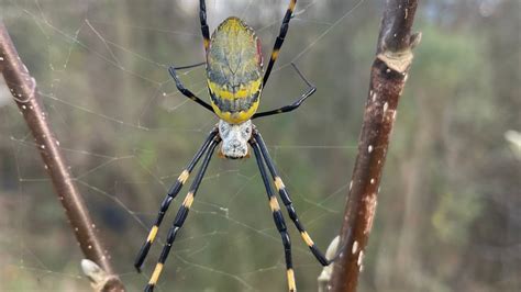 Joro spiders spotted in Bucks County, Pennsylvania near Philadelphia