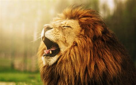 Lion Roaring Wallpaper Widescreen