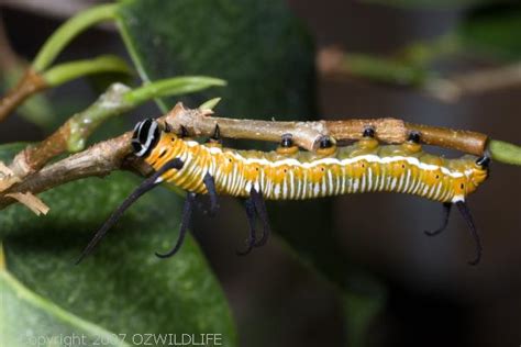 Common Crow Butterfly (Euploea core)