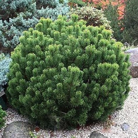 5 Pinus Mugo Pumilio Dwarf Mugo Pine Seeds - Etsy Hong Kong