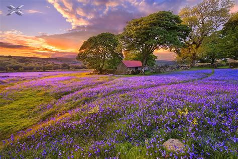 Bluebell season | Landscape photography nature, Field wallpaper, Landscape