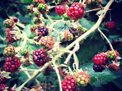 Black Panther in Sugar Cane: Walking with Mr. Coe: Roadside Blackberries