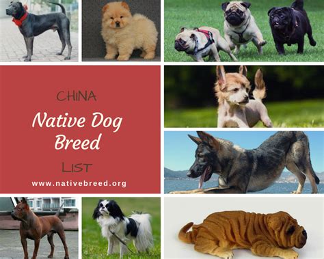 Chinese Dog Breeds