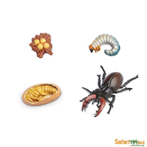 LIFE CYCLE OF A STAG BEETLE - Best Educational Infant Toys stores Singapore