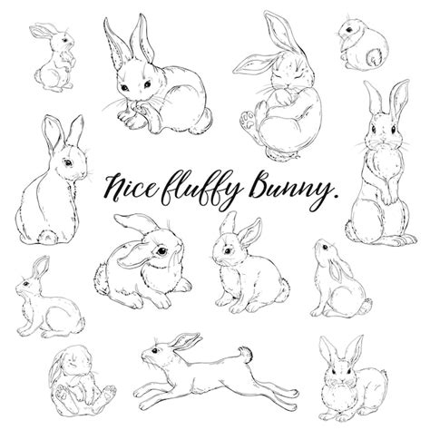 Premium Vector | Vector Graphic of a Cute fluffy Bunny